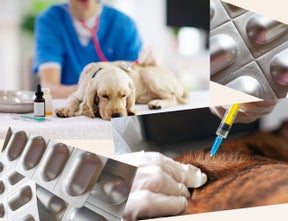 Furry Fellows_Schmerzmittel für Hunde sind wichtig