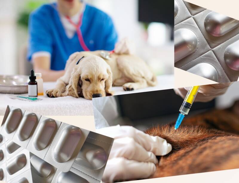 Furry Fellows_Schmerzmittel für Hunde sind wichtig