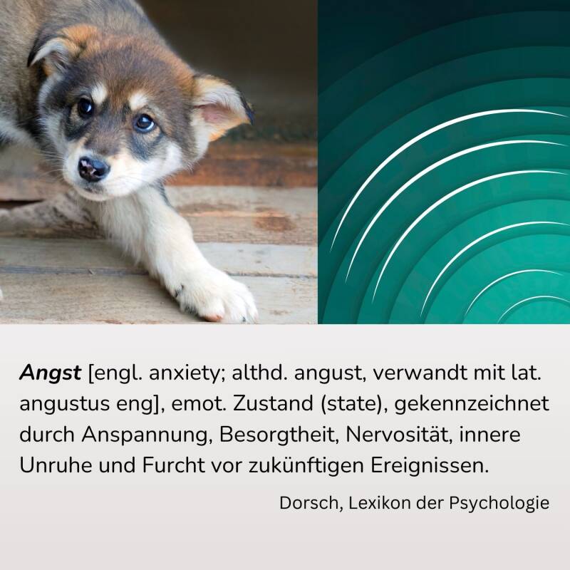 Furry Fellows. Angst bei Hunden therapieren.