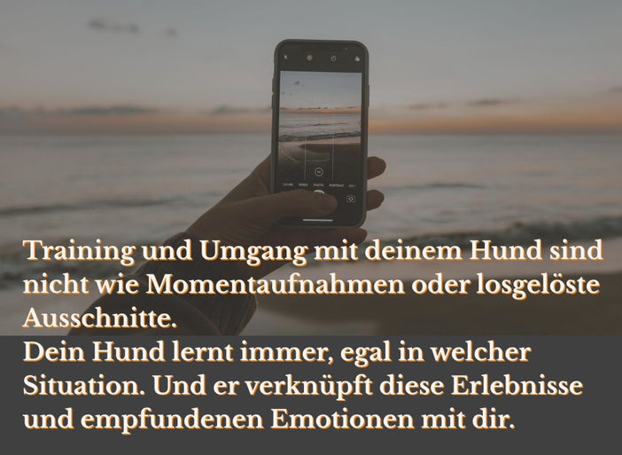 Hunde lernen immer, egal, in welcher Situation.