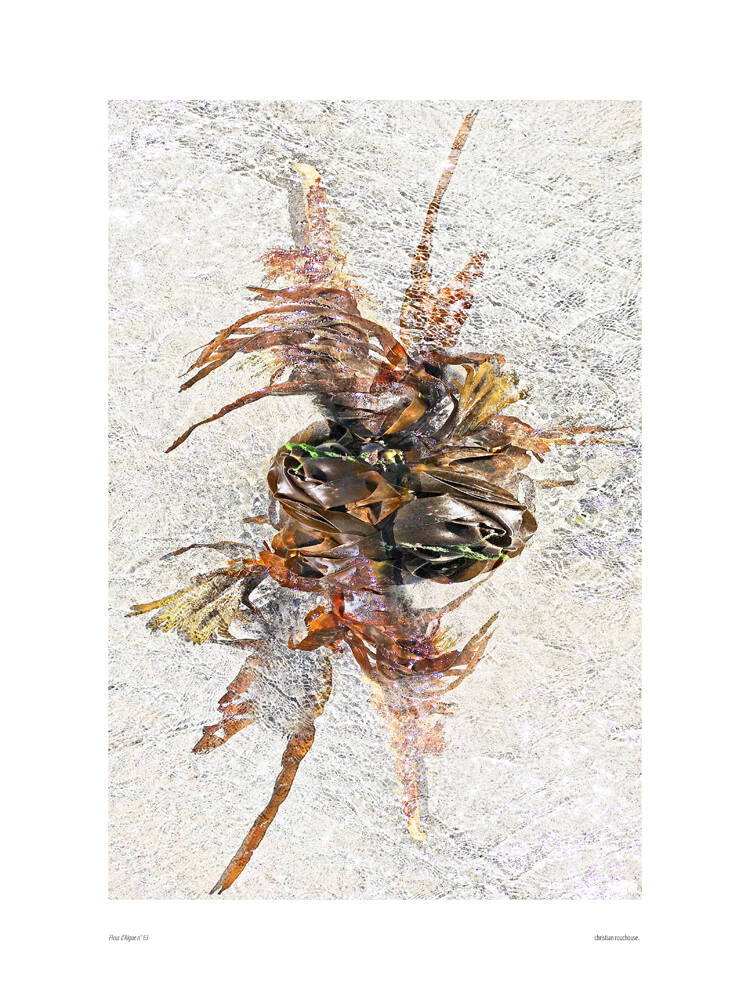 fleur-d-algues-63-standard.jpg