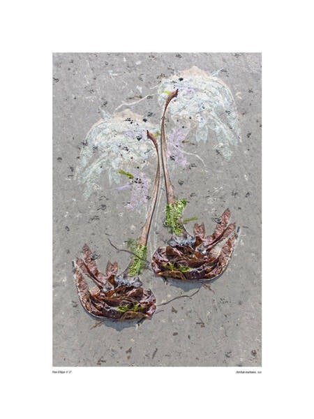 Fleur d&#039; Algues 37