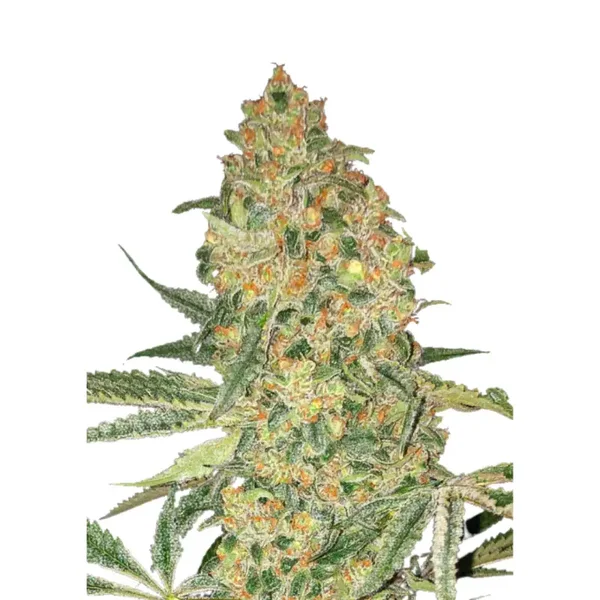 Bruce Banner Autoflower