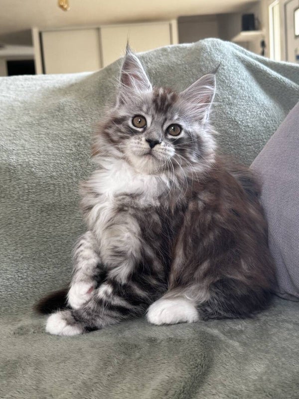 Chaton femelle Maine Coon black silver et blanche "Adrianna"