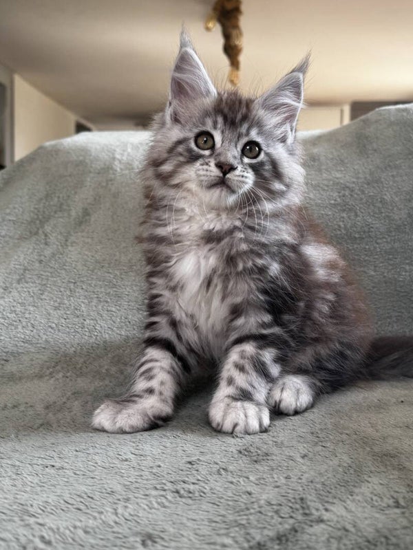 Chaton femelle Maine Coon black silver "Ania"