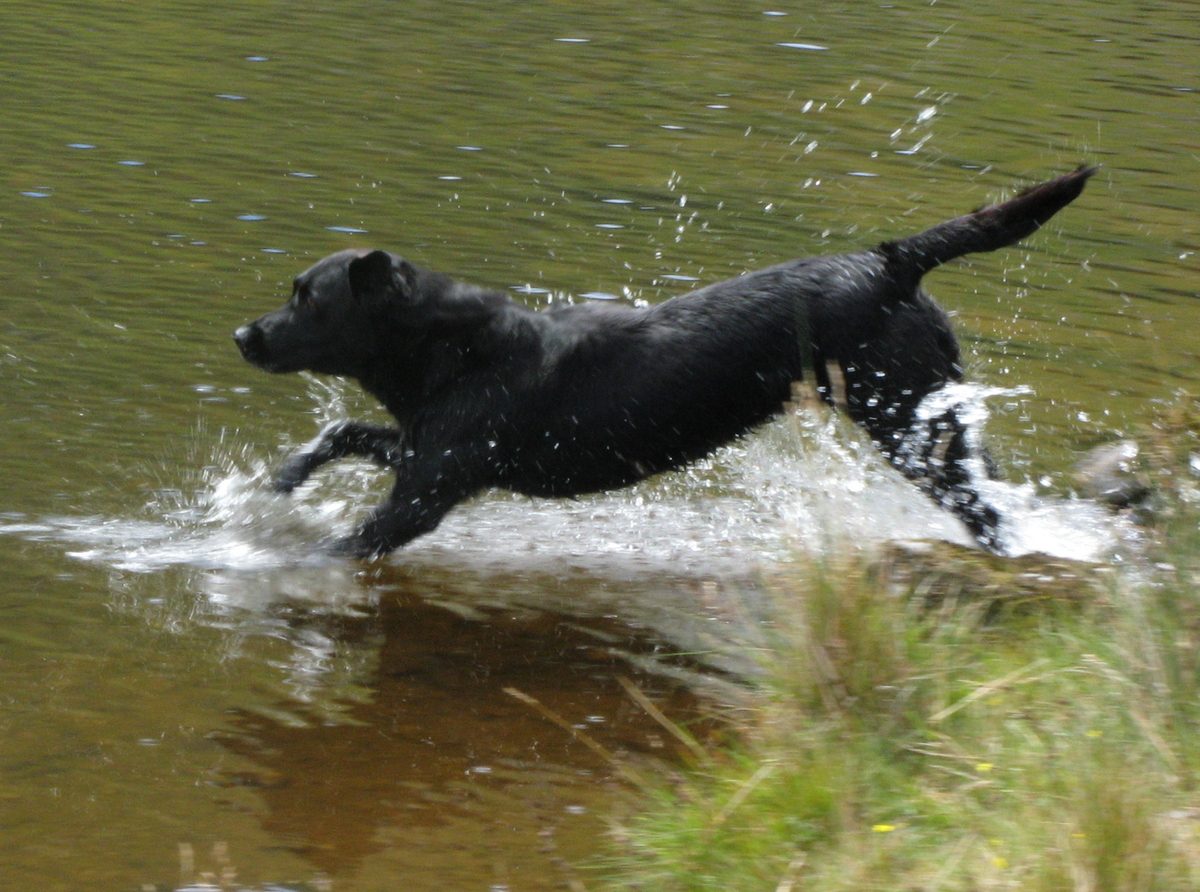 Comeragh Canine Classes comeragh-canine-classes