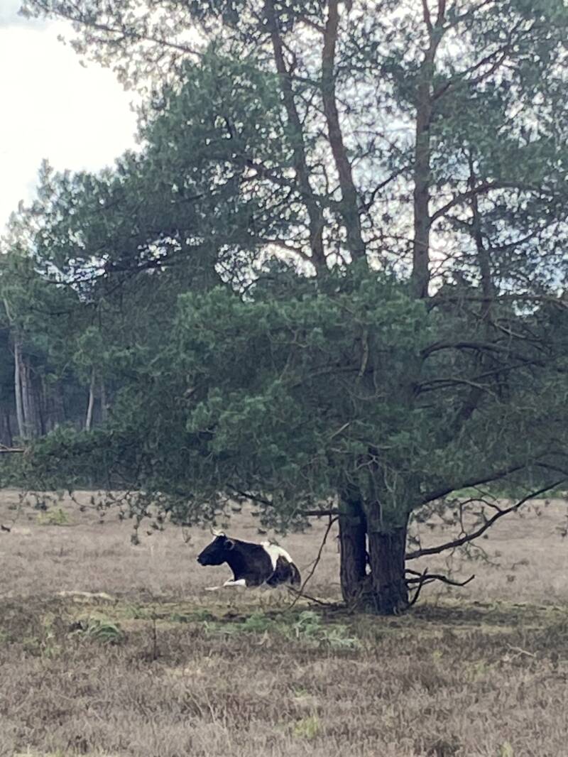 Wandeling Veluwe