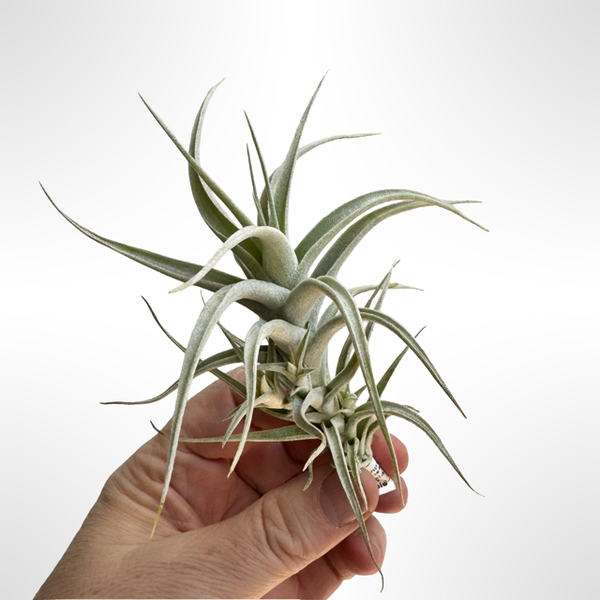Tillandsia Albida