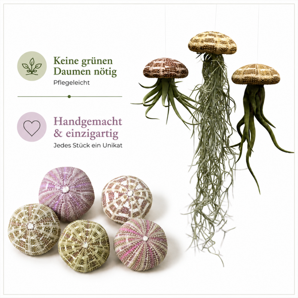 Wunderschöne Quallen-Luftpflanzen mit Alfonso-Seeigeln