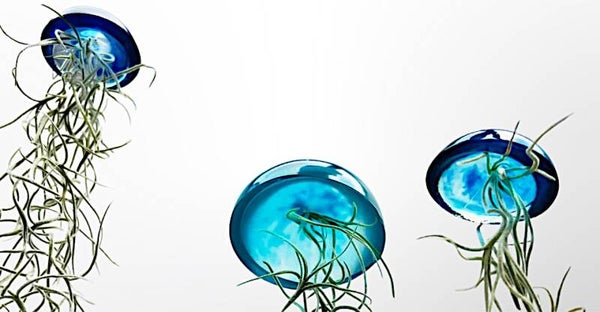 Mooie glazige Jelly-fish luchtplantjes met Spaans Mos Aqua/blauw