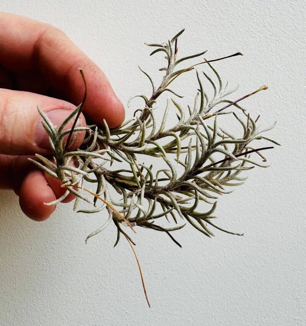Seltene Tillandsia capillaris