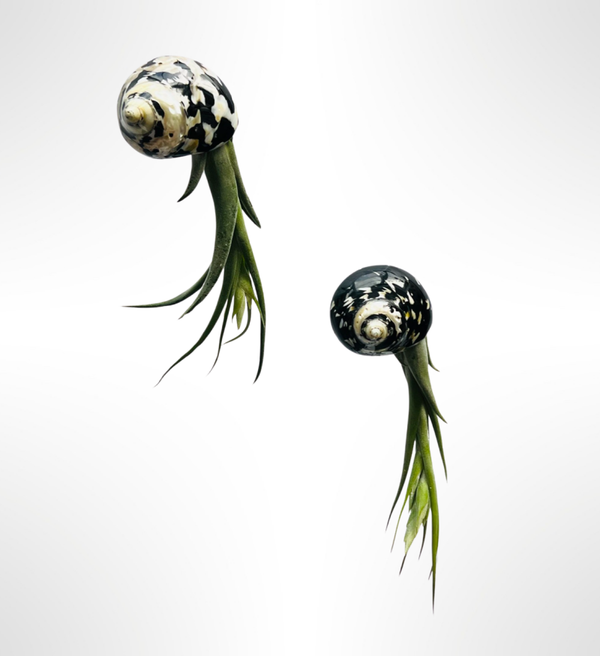 Nautilus-Luftpflanzen mit Cittarium Pica-Schalen.