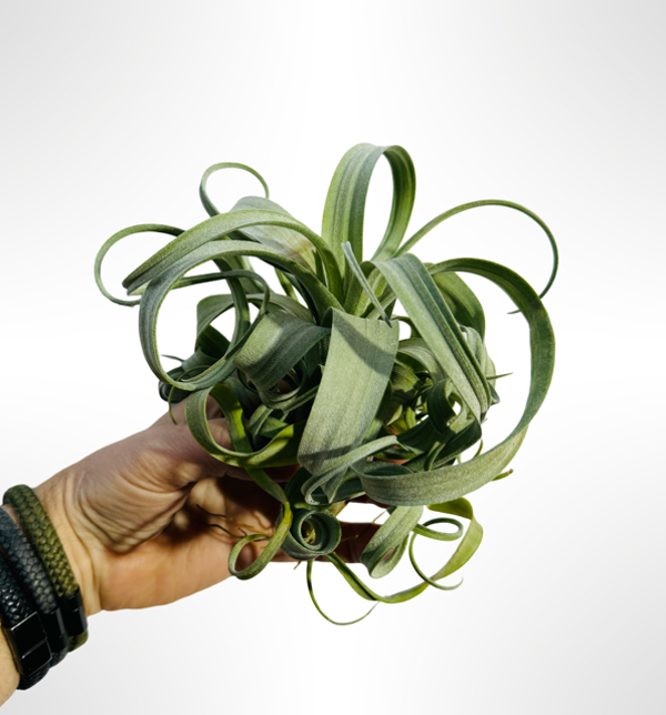 Tillandsia Curly Slim XL