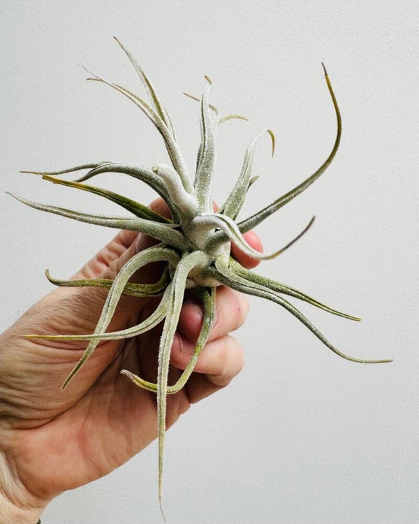 Tillandsia Ehlersiana