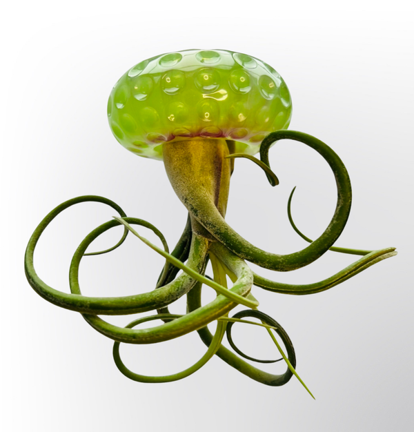 Wunderschöne Quallen mit einem Epoxid-Körper und einem Tillandsia Caput Medusae