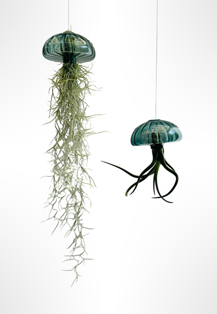 Fantastisch große Jellyfish-Luftpflanzen mit einem Körper aus echtem Glas!
