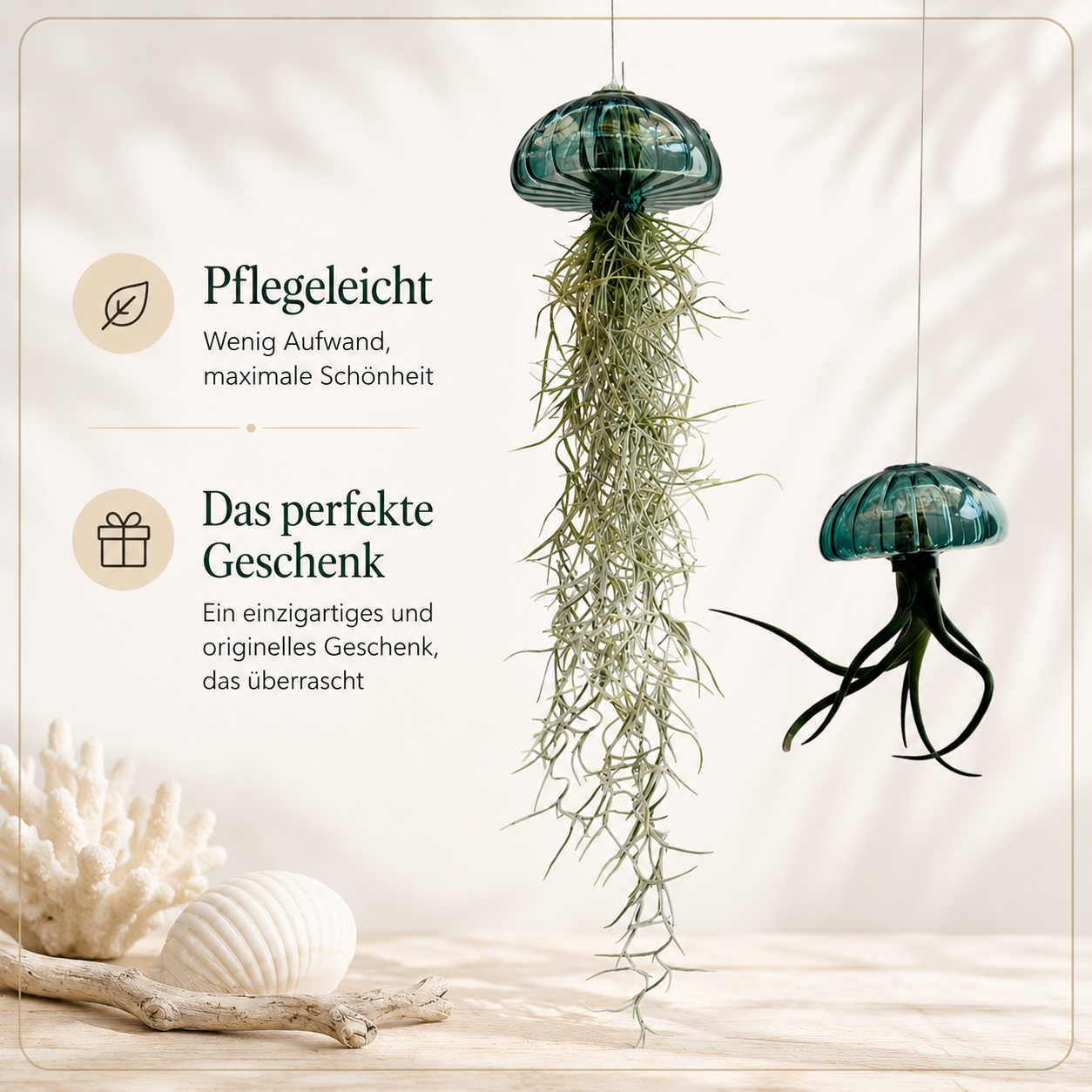 Fantastisch große Jellyfish-Luftpflanzen mit einem Körper aus echtem Glas!