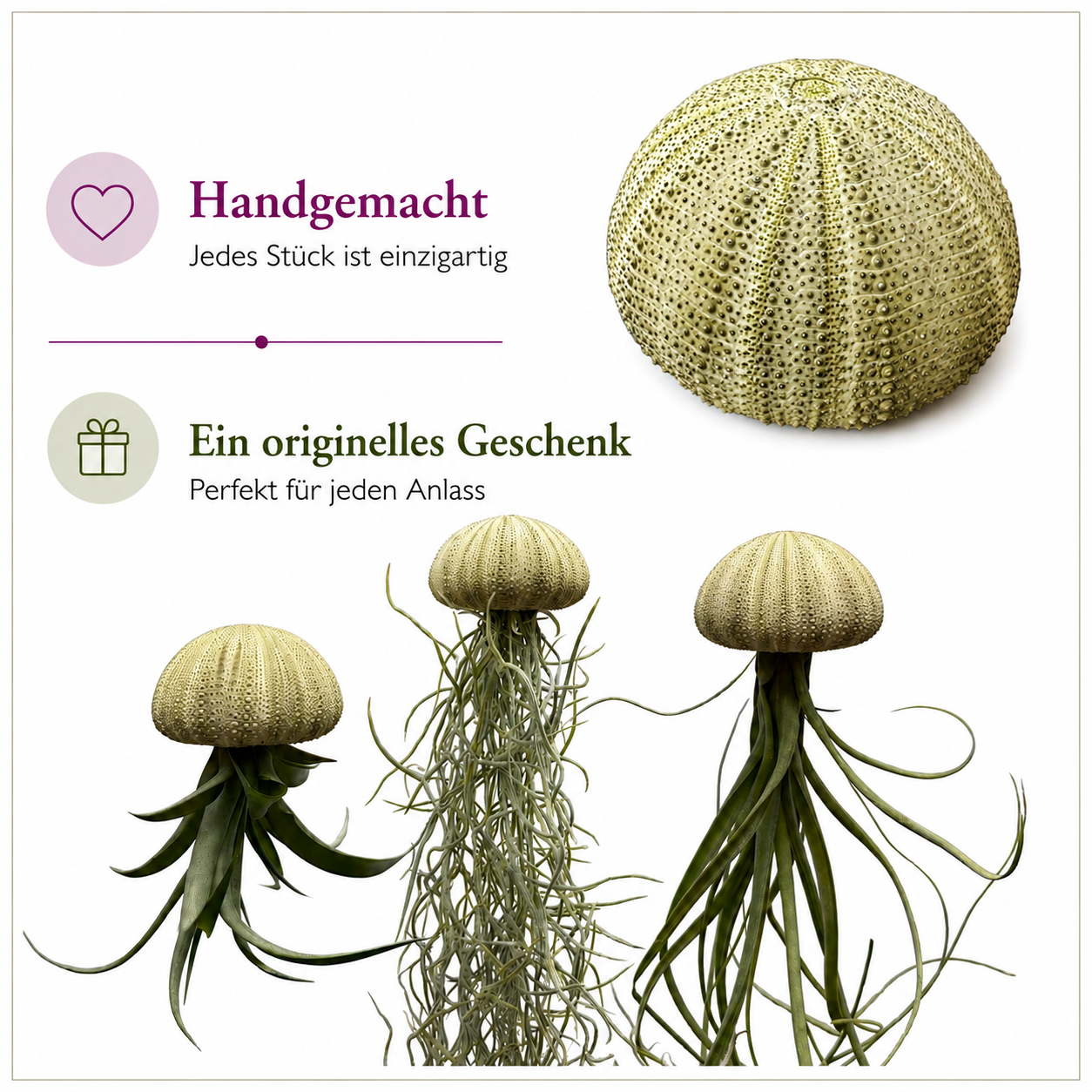 Quallen-Luftpflanzen mit wunderschönen grünen Seeigeln