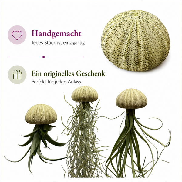 Quallen-Luftpflanzen mit wunderschönen grünen Seeigeln