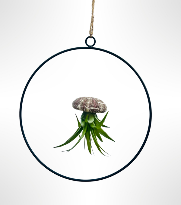 Metallring mit einer Quallenpflanze.