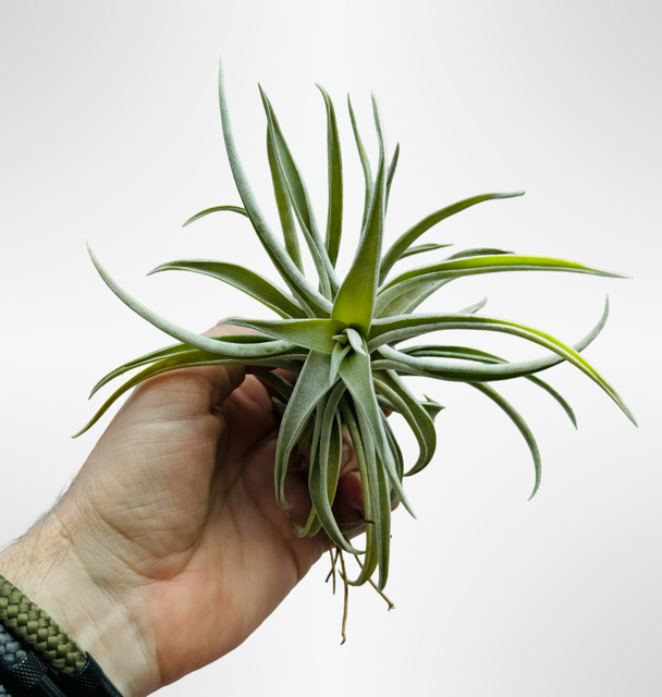 Tillandsia Harissi, einzigartige Art.