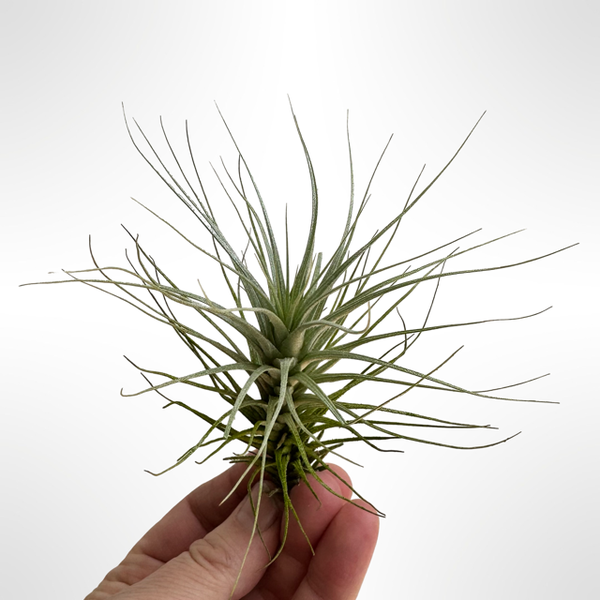 Tillandsia Heteromorpha
