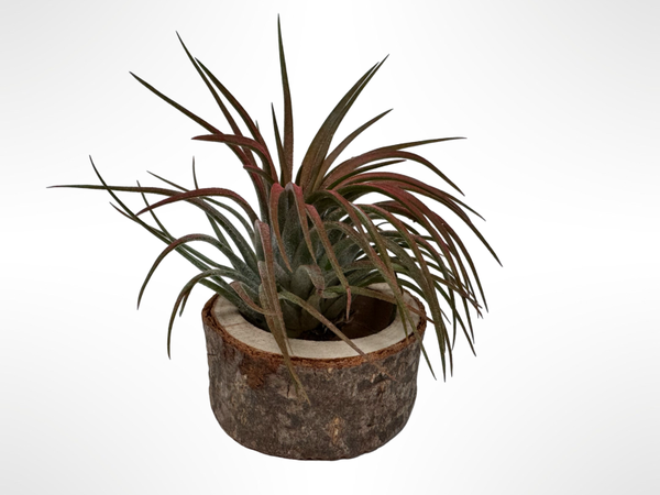 Nettes Holzscheibchen mit einer roten Tillandsia Ionantha