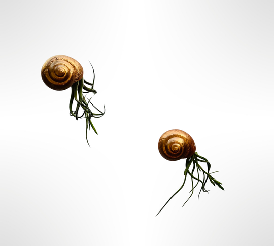 Nautilus-Luftpflanzen mit bronzefarbenen Schneckenperlen-Muscheln.