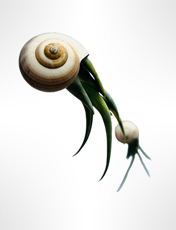 Nautilus-Luftpflanzen mit Pila Ampullacea-Schalen.