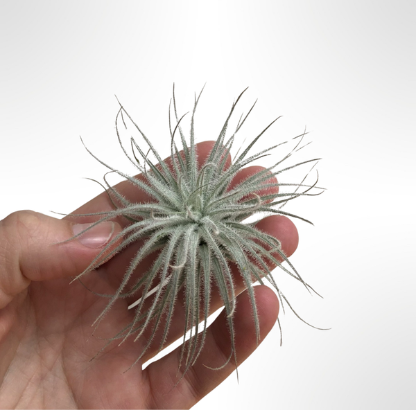 Tillandsia Tectorum