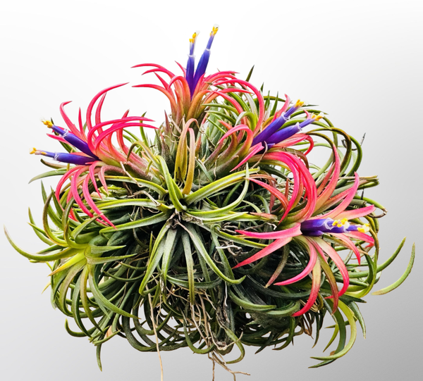 Hervorragender Sternhaufen Ionantha Fuego.