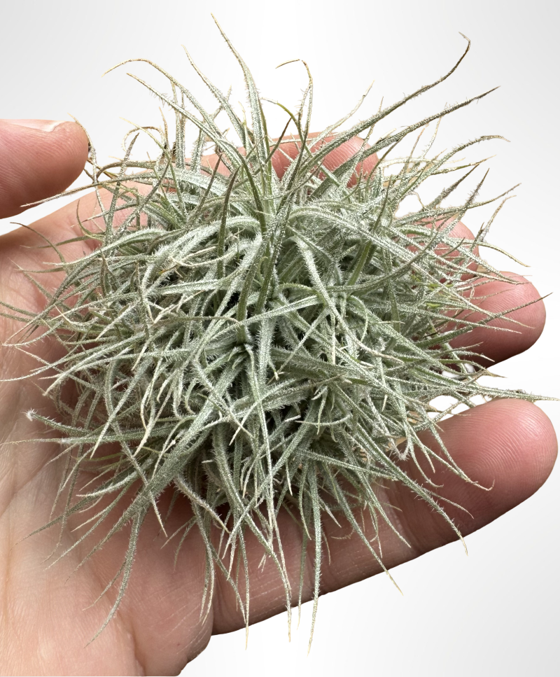 Tillandsia Tectorum europäisch gezüchtet