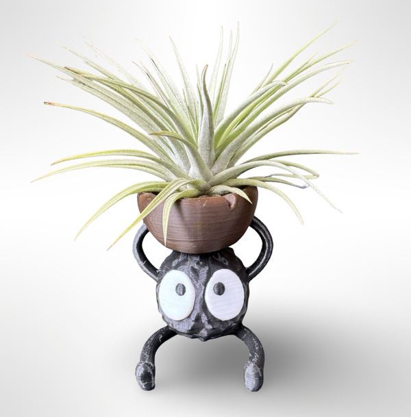 Lustige Figur mit einer Tillandsia Vriesea Espinoza