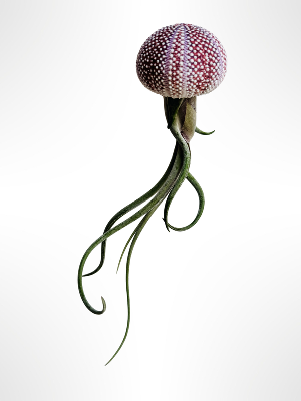 Qualle mit einem großen roten Seeapfel, aber nicht wirklich so groß 😉