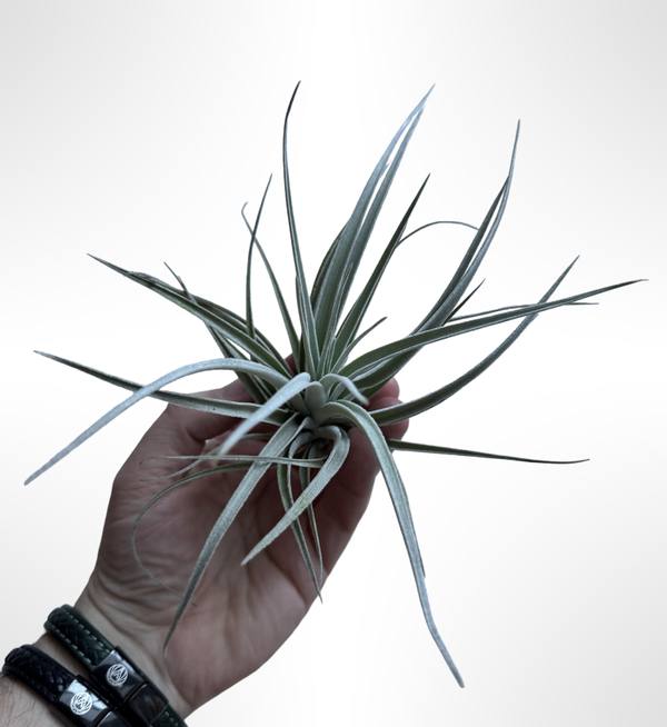 Tillandsia Pohliana