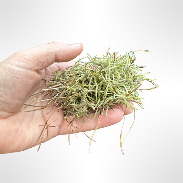 Seltene Tillandsia capillaris