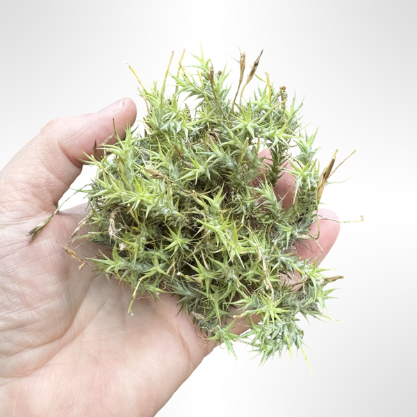 Tillandsia Tricholepis