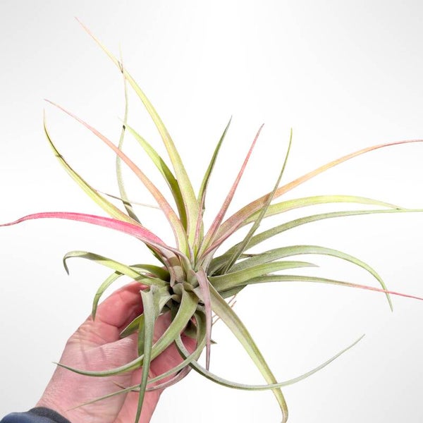 Tillandsia Eric Knobloch