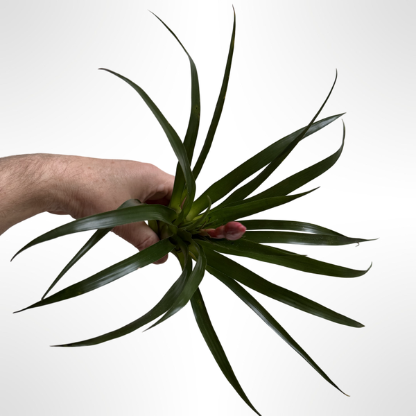 Tillandsia Astrid Vriesea in Blüte