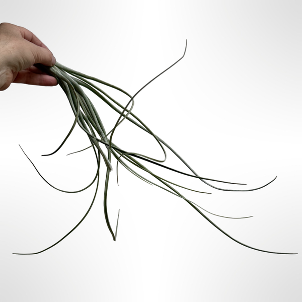 Tillandsia Curly Queen