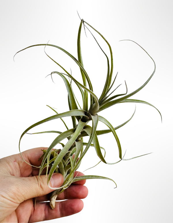 Tillandsia Incarnata