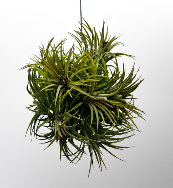 wunderschöner Cluster Ionantha  Rubra.