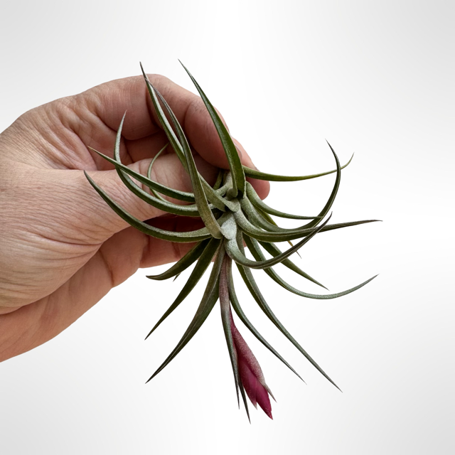Tillandsia Jonessi