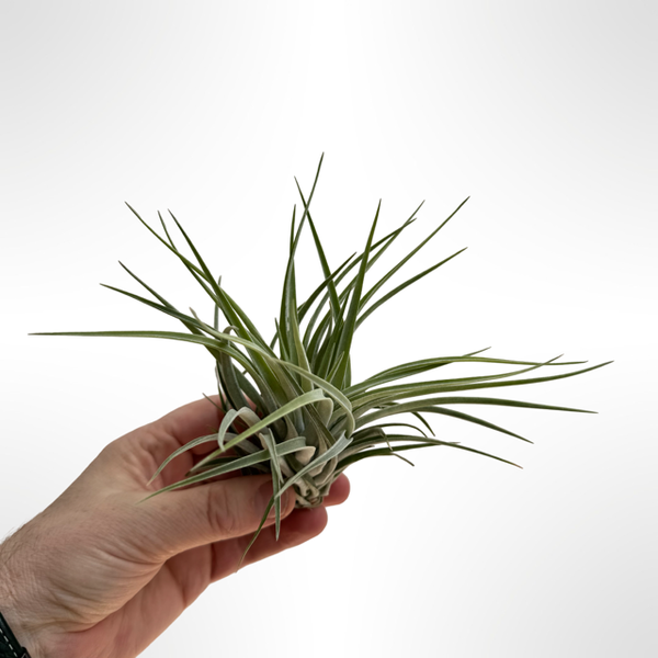 Tillandsia Kammi