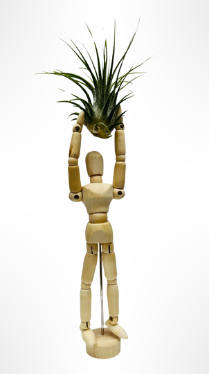 Holzfigur (ca. 15 cm) mit einer Tillandsia Ionantha.