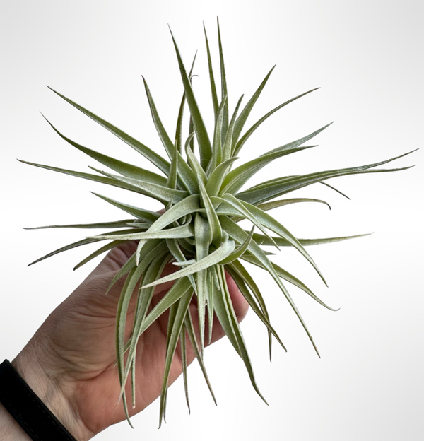 Tillandsia Leonamiana