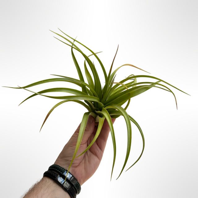 Tillandsia Marvelous Masterpiece