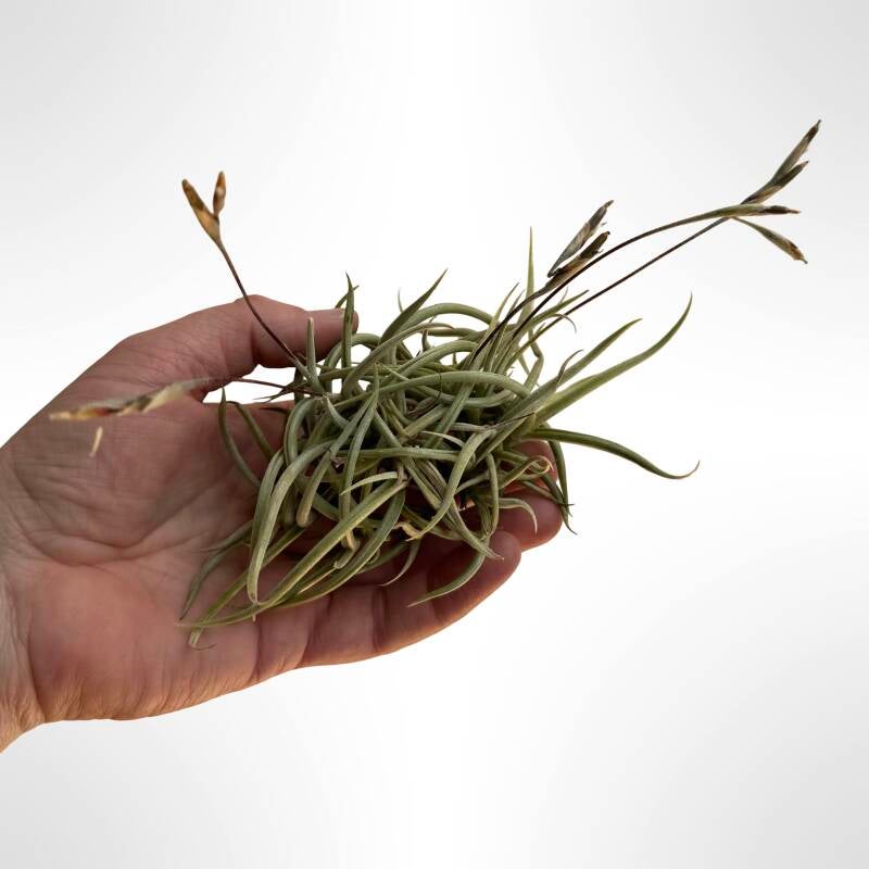 Tillandsia Myosura