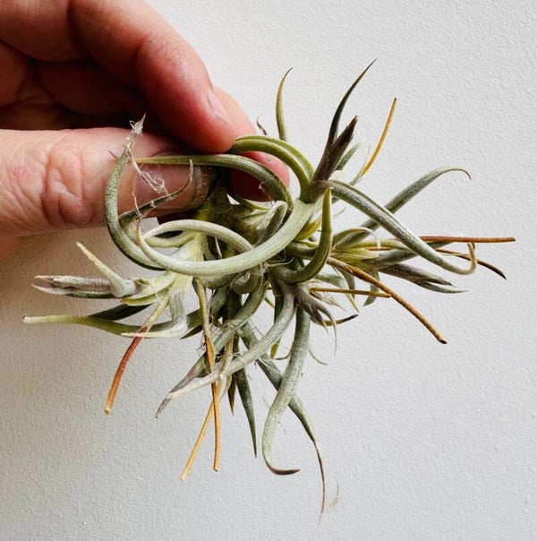 Tillandsia Myosura (kompakte Form)