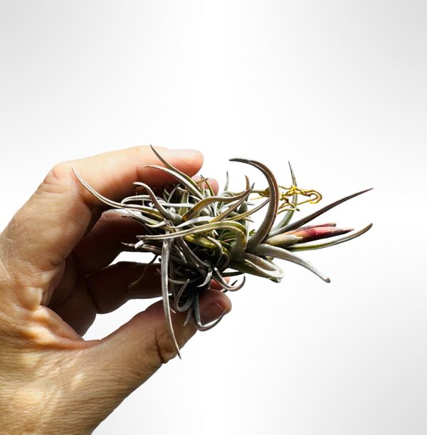 Tillandsia "Mystic Burgundy"